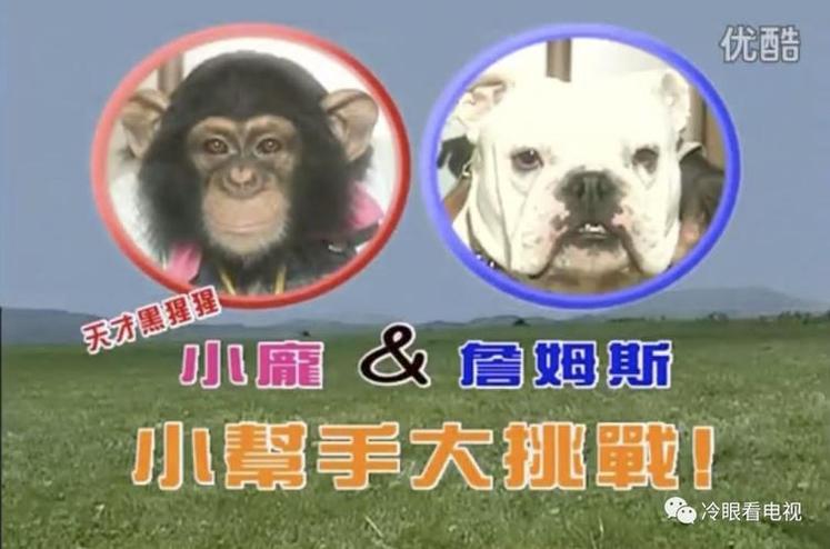 《狗狗猩猩大冒险》：斗牛犬詹姆斯强势加入，展现动物世界的无限可能
