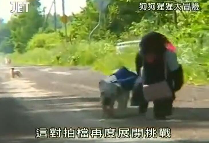人类不是你们的对手！《狗狗猩猩大冒险》第一季在线观看，感受智慧与勇气