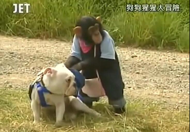 最新热门日综《猩猩狗狗大冒险》让你大呼过瘾！5秒找到在线观看方式