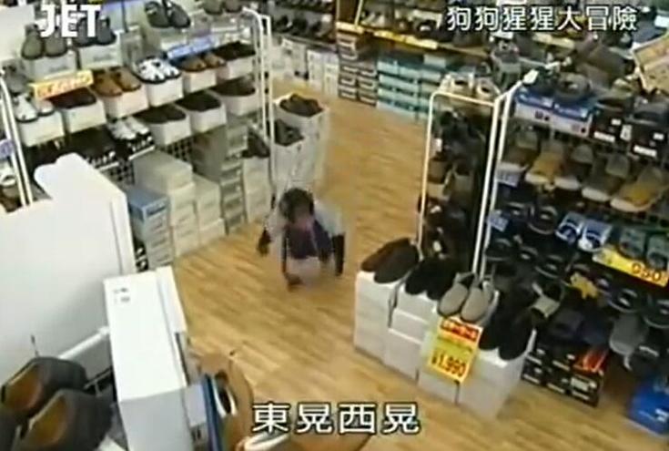 《猩猩狗狗大冒险》：猩猩模仿人类行为，狗狗跟班不离不弃，搞笑十足