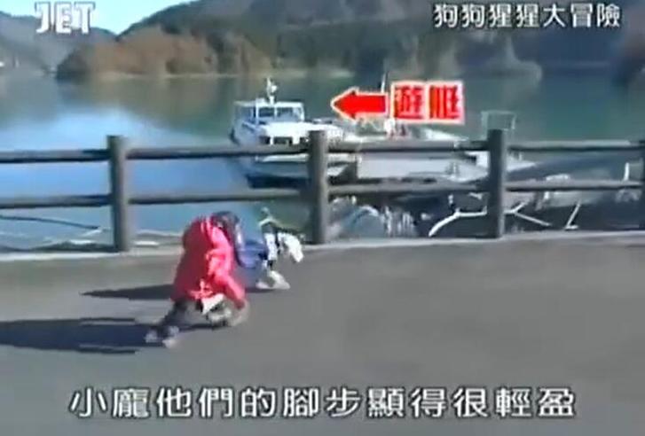 《猩猩狗狗大冒险》结局惊人一幕，这对“犬猩CP”互相扶持太感人